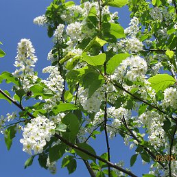 �������, ������, 52 ����