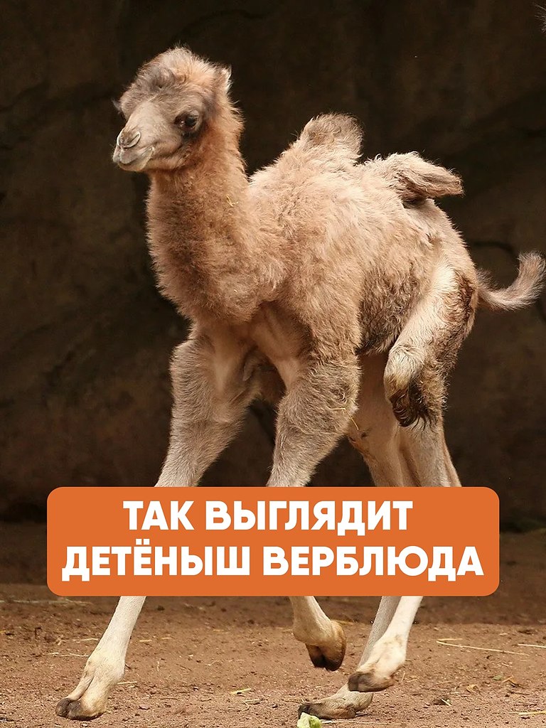 ���������� ���������� �� ���� ����� ������������, �������� ����� 13�14 �������. ��� �������� ��� ...
