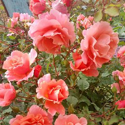 ������, ������-��-����