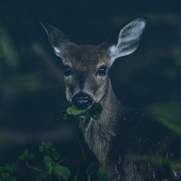 ��������, ������, 58 ���