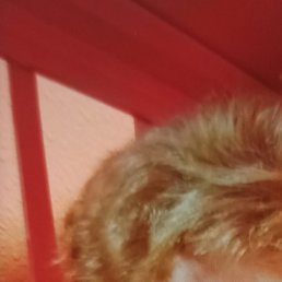 �������, �����������, 66 ���