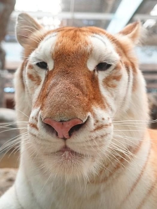 ,  .  4 ,   -  .  ,    ... - 5