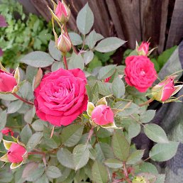 �����, ����������, 49 ���