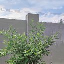 ���� Svetlanna, ������������ - ��������� 14 �������� 2024 � ������ ���� ����������