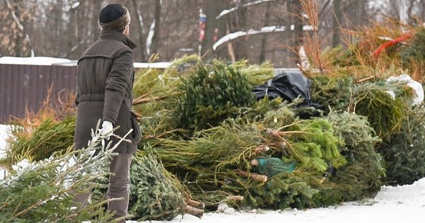 Куда нести елку после праздников.Оставить дерево можно возле мусорных баков. Затем их направят на ...