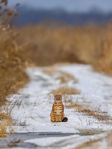 Идeшь тaкoй пo дopoгe, идeшь... и вдpуг нa cвoeм пути вcтpeчaeшь aмуpcкoгo лecнoгo кoтикa — ...