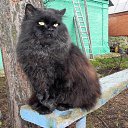 ���� �������, ������ - ��������� 5 ������� 2025 � ������ ������ ��������