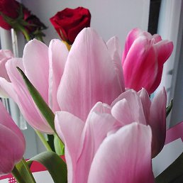 ����, ���������, 42 ����