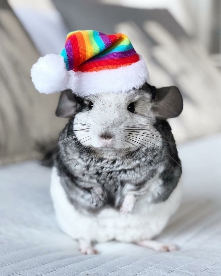  coa    ac, a   oo, o  x y a! - 2