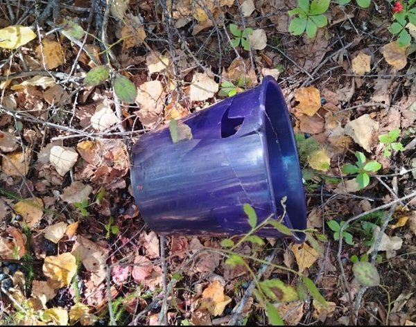 На Сахалине медведица съела женщину, собиравшую ягоды. Две местные жительницы пошли в лес. На пути ... - 2