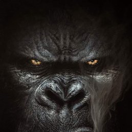 ���� ˸�� ���������, ��������, 52 ���� - ��������� 26 ���� 2025