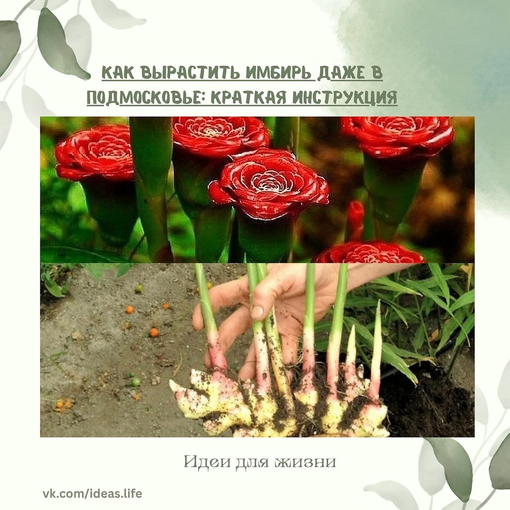 Имбирь — теплолюбивое и влаголюбивое растение, но это не повод отказываться от идеи вырастить его у ...
