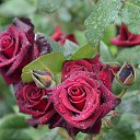 ���� Aleksandr, �����������, 64 ���� - ��������� 3 ���� 2025 � ������ ������ ��������