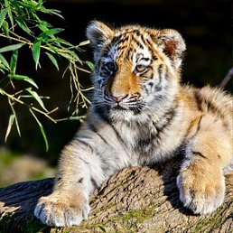 Tanya, �����, 55 ���