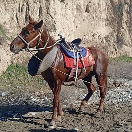 ����, �����-���������, 28 ���