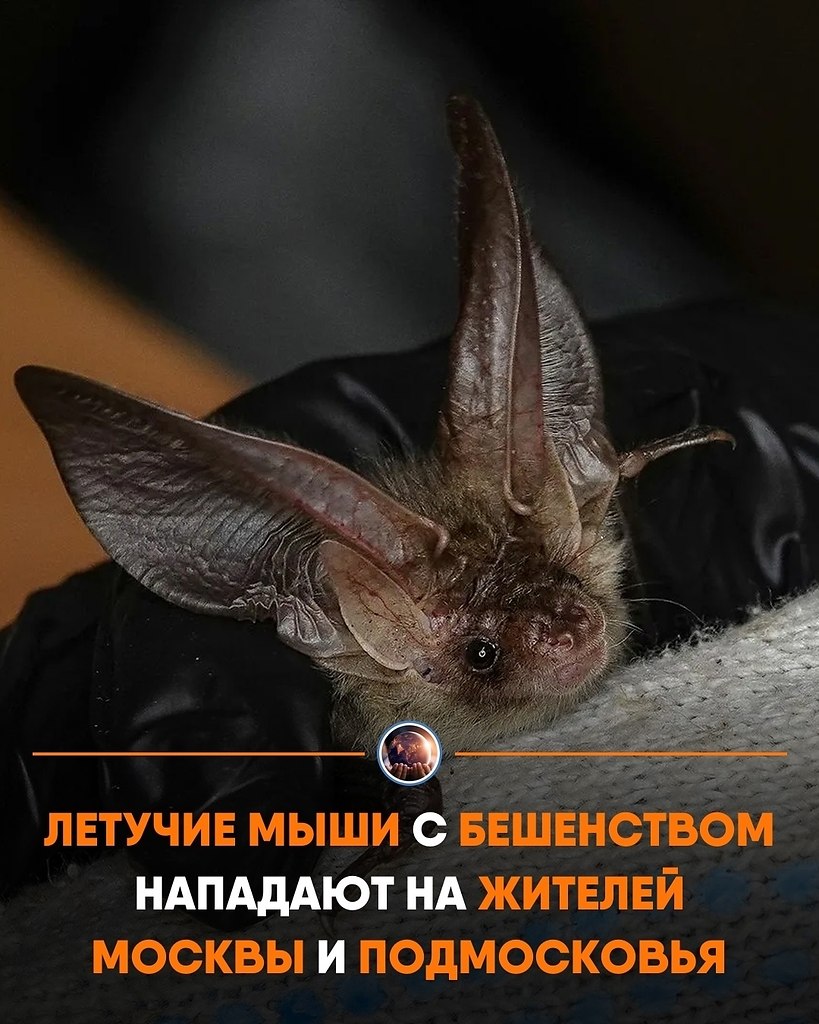 o e ac, o epe ope oa  app aea ee . oe  e ...