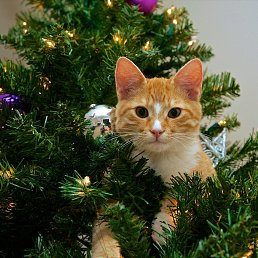 ���� Goha, ������, 57 ��� - ��������� 30 ������� 2024