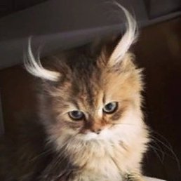 Elena, ������, 49 ���