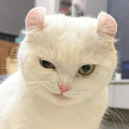 L, ������, 65 ���