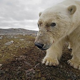 Ursus Maritimus, ������