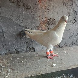 Aasin, ����, 19 ���