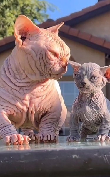       -     Bully Cat.   ...
