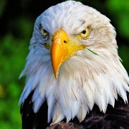 ��������, 49 ���, �����������