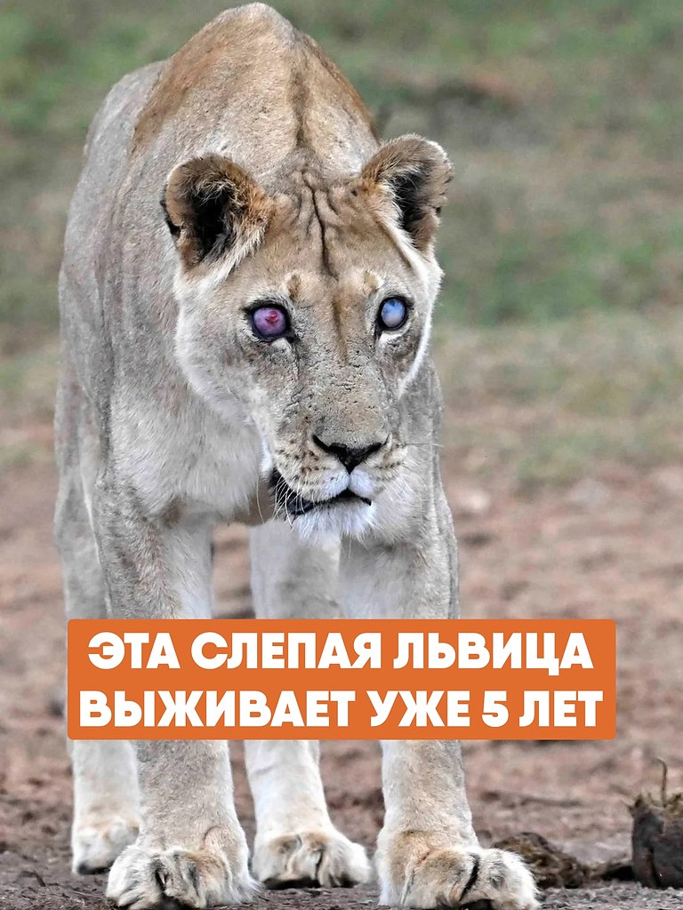 , 17-         ,    ...