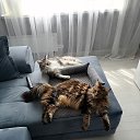 ���� �������, �������, 37 ��� - ��������� 12 ������� 2026 � ������ ���� ����������
