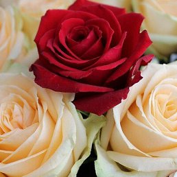 �������, ������, 28 ���