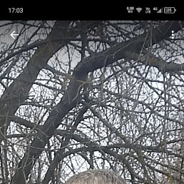 , 43, 