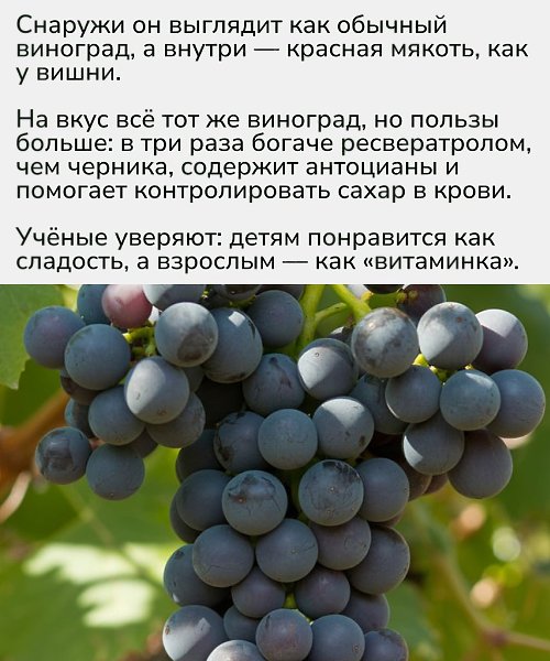 Boombites звучат как апдейт классического винограда до версии «2.0» — яркий, полезный и ещё и ... - 2