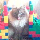 ���� �����, ������, 51 ��� - ��������� 22 ������ 2025 � ������ ������ ��������