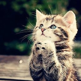 ��������, �����, 26 ���