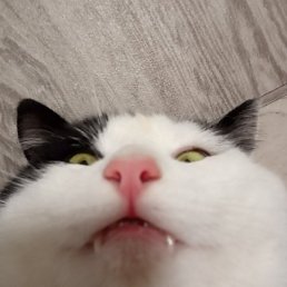 , , 43 