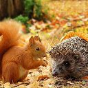 ���� �������, ������, 68 ��� - ��������� 11 ������� 2025 � ������ ������ ��������