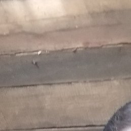 �����, ����, 44 ����