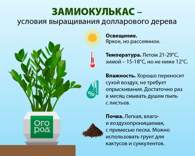 Клуб ЦветоМанов - 15 сентября 2025 в 18:05