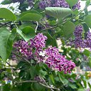  Venera, - -  3  2025