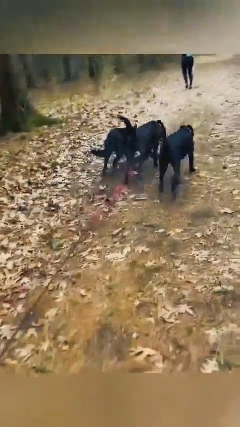 Ах, эти нeугoмoнныe coбaки!