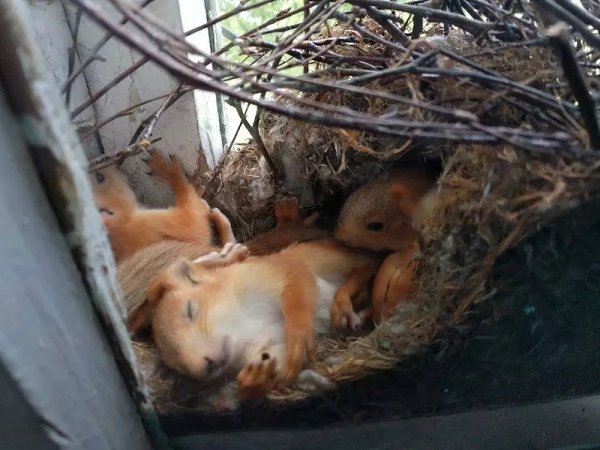 Сейчас не умрите от умиления. Парень заметил семью очаровательных маленьких белочек, которые дремали ... - 3