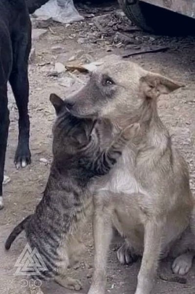 Фотографии, после которых хочется всплакнуть.Котик обнимает плачущую собачку после землетрясения в ...