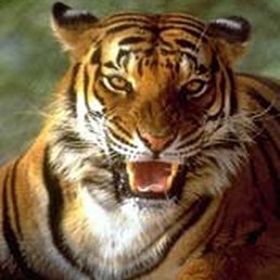 Nikolai, ������, 42 ����