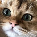  ,  , 62  -  20  2025    