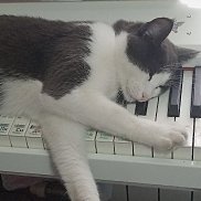 �����, 33 ����, ����