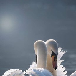 ������, ������, 38 ���