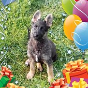 �����, 57 ���, ������