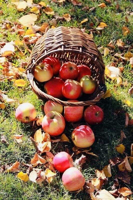 ЯБЛОКИ, ТЫБЛОКИ, МЫБЛОКИ….О том, что Комбайнеровы строят дачу, только грудные младенцы не знали... ...