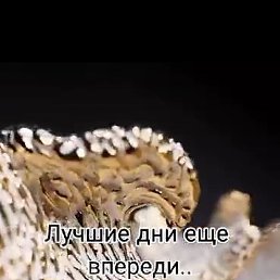 ����, ����������, 43 ����