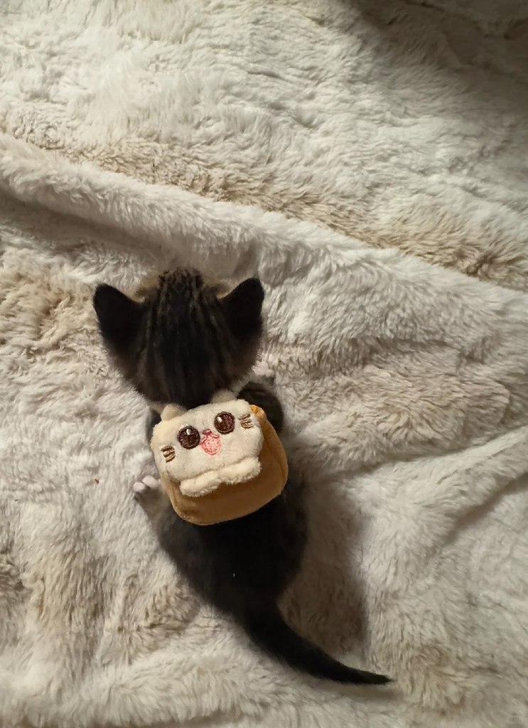 � ����� ����